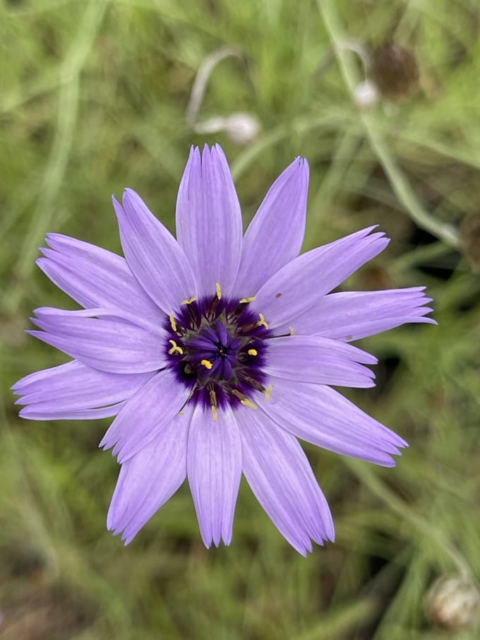 6x Catananche - Catananche caerulea | 9x9 cm pot