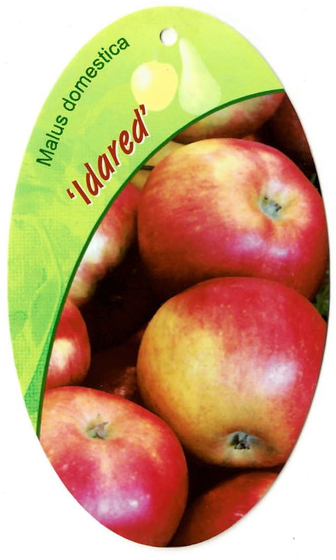 Oosterik home - Malus Domestica Idared