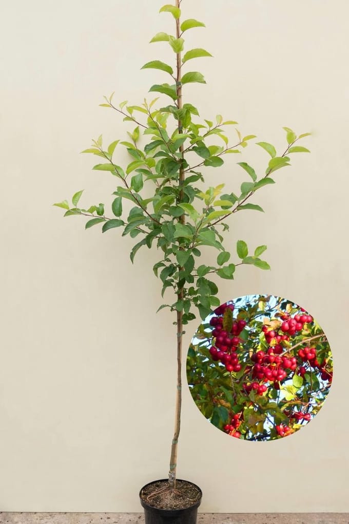 Jonge sierappelboom | Malus 'Red Sentinel' | 150-200cm hoogte