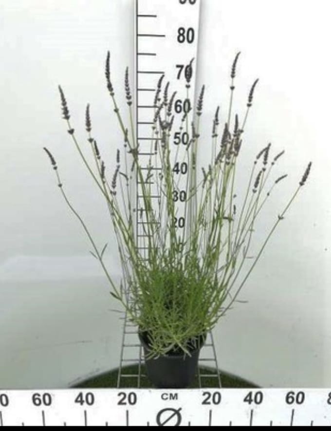 Lavandula int. 'Grosso' - Lavandin, Lavendel In pot 3 liter