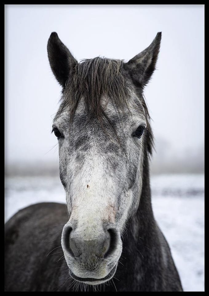 Poster Grey Horse - 30x40 cm - Natuur Poster - WALLLL