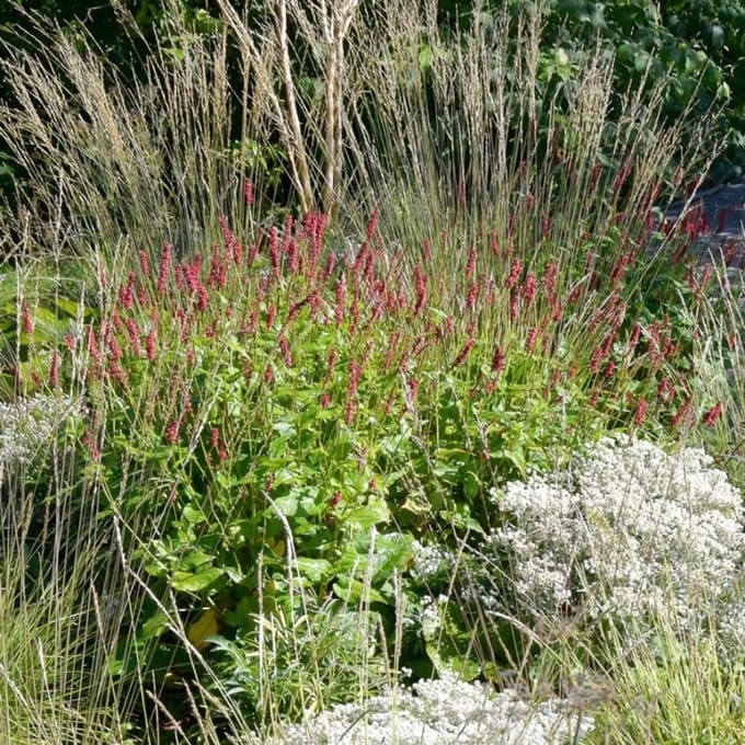 12 x Persicaria amplexicaulis 'Blackfield' - Duizendknoop in 9x9 pot met hoogte 0-10 cm