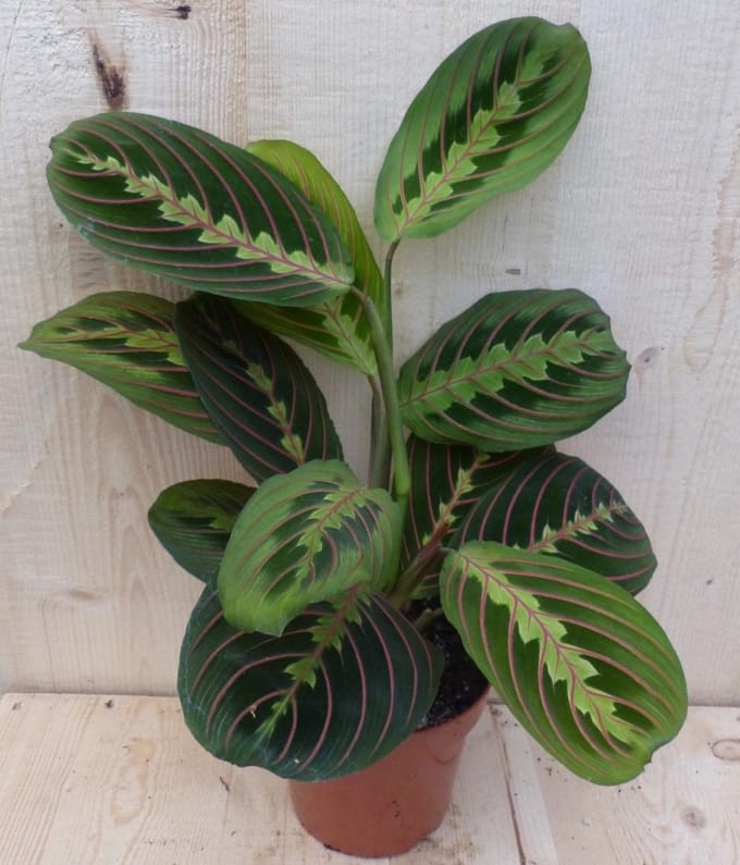 Warentuin natuurlijk - Maranta Leuconeura Fascinator Tiengebodenplant