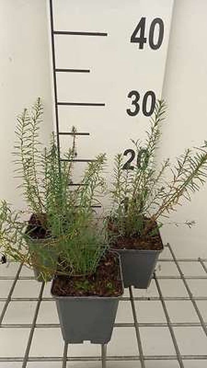 6x Linum - Linum perenne 'Saphir' | 9x9 cm pot