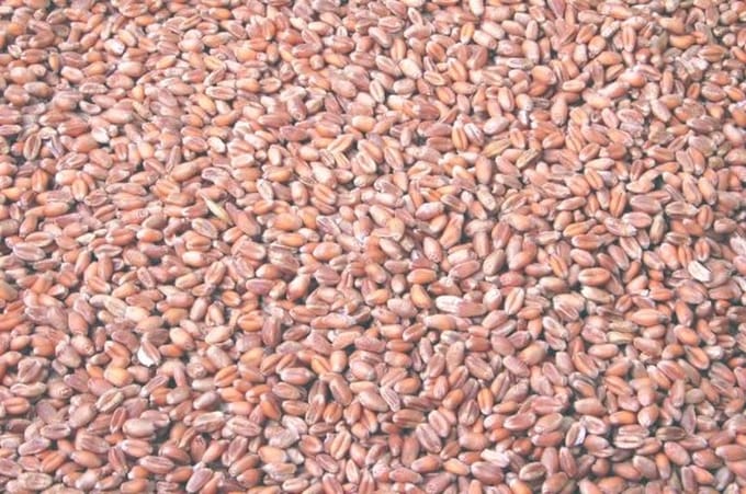 Wielink Tarwe duif 25KG