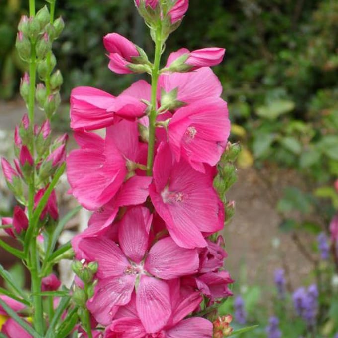 6 x Sidalcea 'Rosy Gem' -  Griekse Malva pot 9x9cm