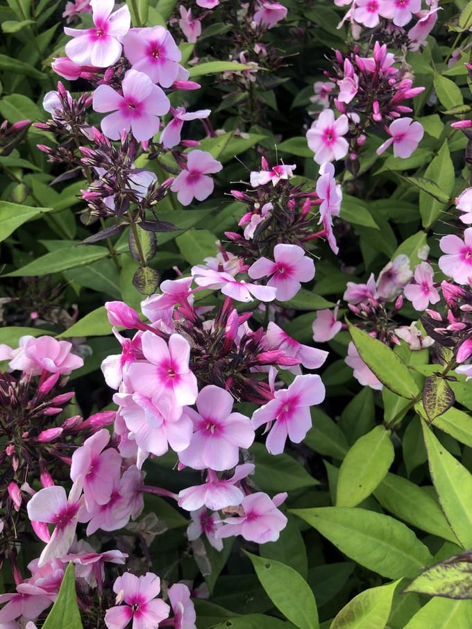 6x Vlambloem - Phlox paniculata 'Bright Eyes' | 9x9 cm pot