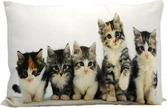 canvas kussen kittens 35x50cm