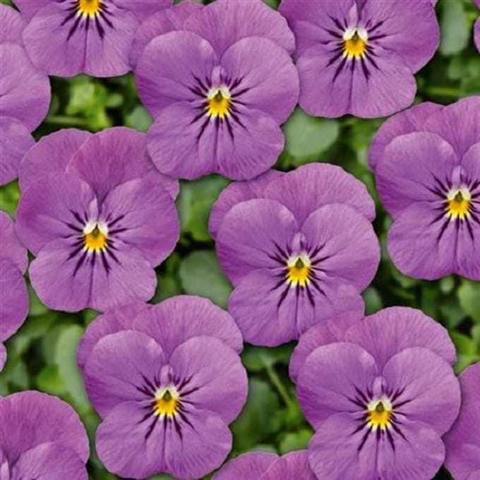 Viooltje Twix Rosy