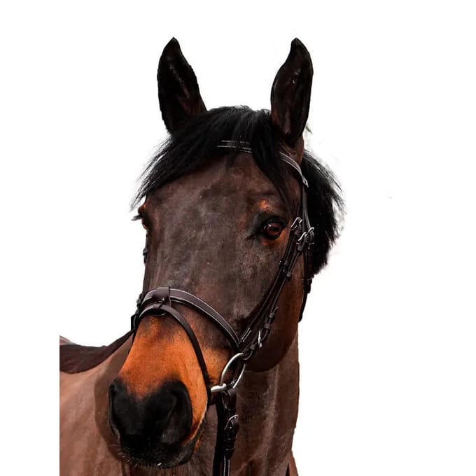 Hoofdstellen voor paarden Canter Club