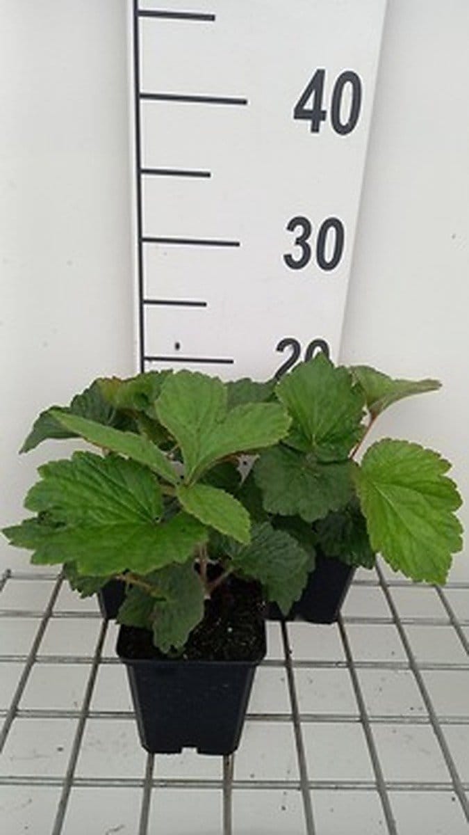 6x Kijkblad - Rodgersia hybr. 'Bronze Peacock' | 9x9 cm pot
