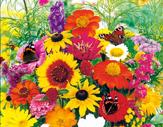 Vlinderbloemenmengsel