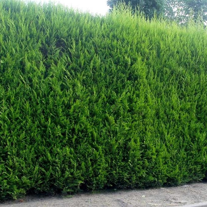 Leylandcipres - Cupressocyparis leylandii - 60-80 cm