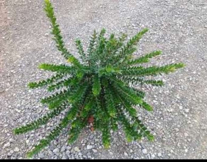 1 x Myrtus comm. 'Tarentina' ( 'nana') - Mirte 30- 40 cm in pot