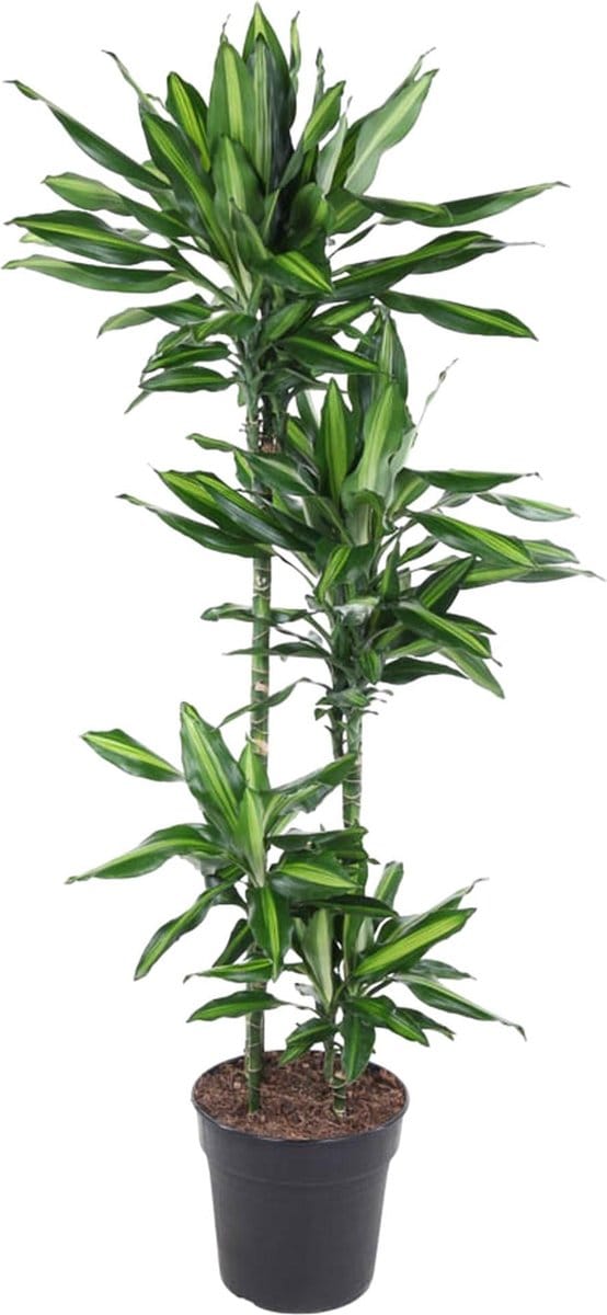 Dracaena Cintho - 150 cm - ø27