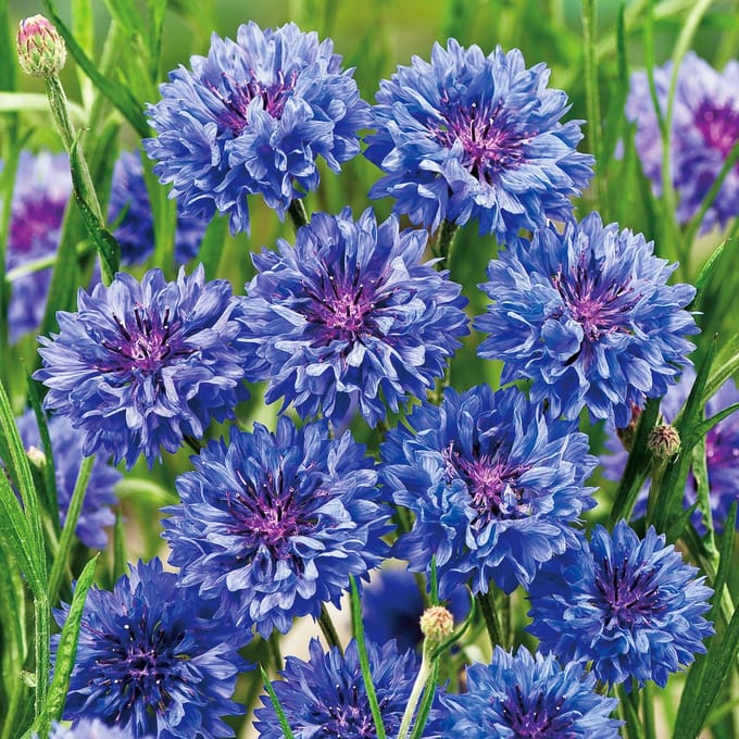 Sluis Garden - Korenbloem Blue Boy, dubbelbloemig