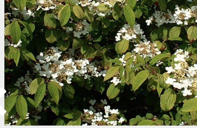 Viburnum plicatum 'Lanarth' - Japanse Sneeuwbal 40 - 60 cm in pot