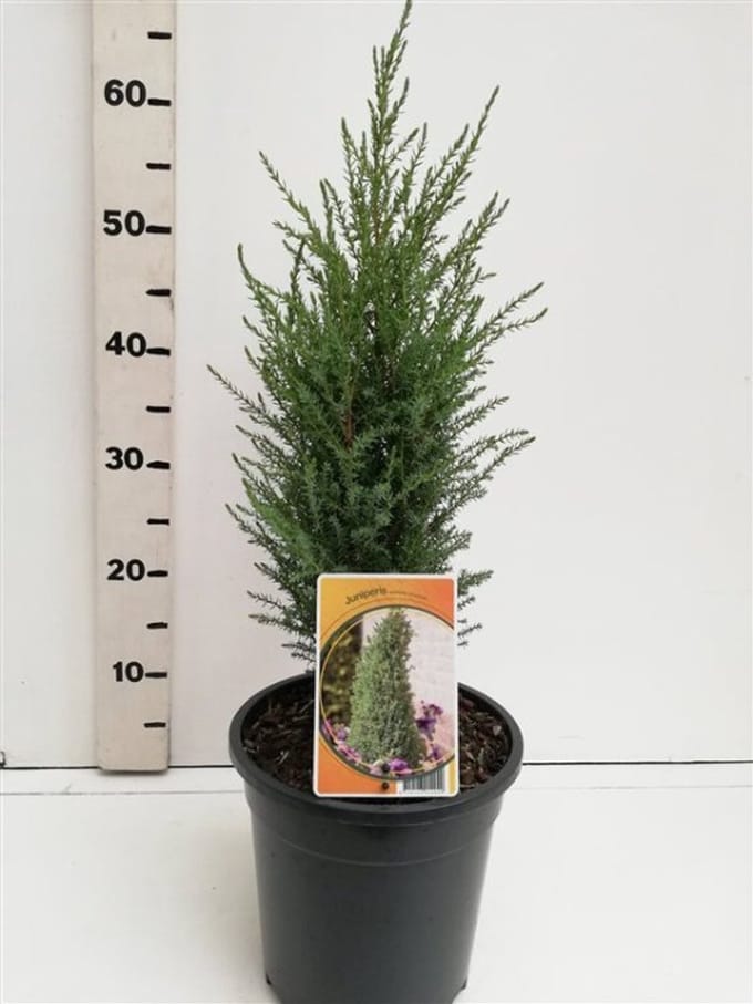 Arbustes de haie - Un ensemble 1 - Juniperus communis 'Compressa' - (3L) 40-50 cm