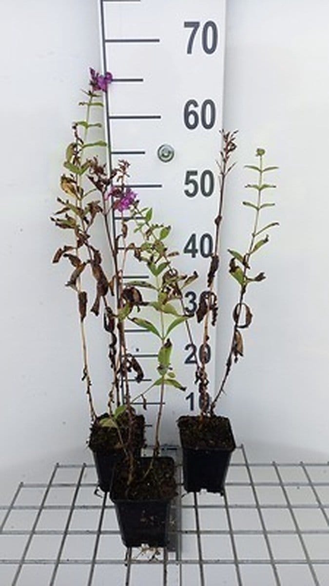 6x Vlambloem - Phlox (p) 'The King' | 9x9 cm pot