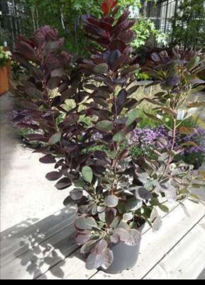 Cotinus cogg. 'Royal Purple' - Pruikenboom 50- 60 cm in pot