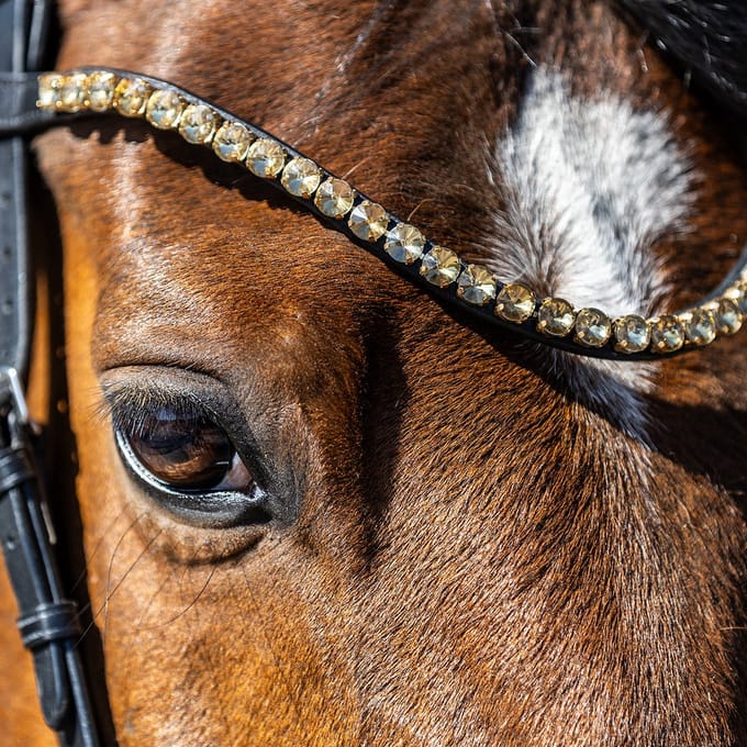 Horsegear Frontriem Horsegear Hgsalerno Goud