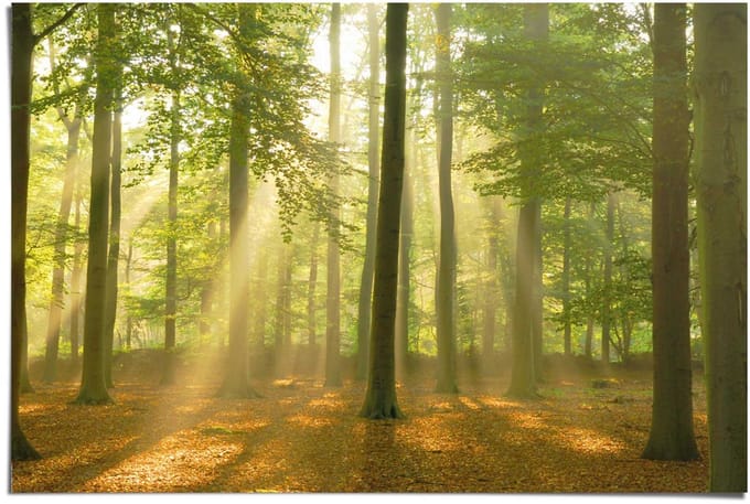 Poster Sunbeam Forest - 61 x 91,5 - Papier - REINDERS