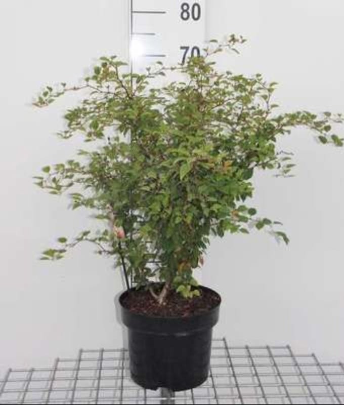 Prunus incisa 'Kojou-no-mai' - Fuji Kers, Dwergsierkers, 60- 80 cm in pot