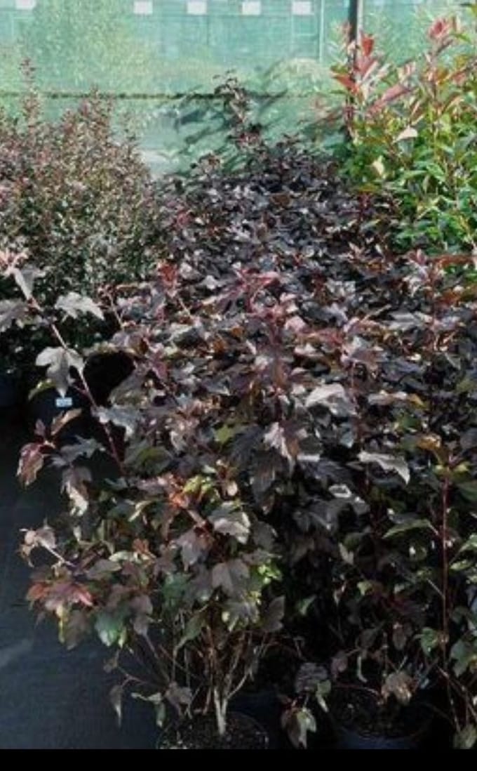 Physocarpus opulif. 'Lady In Red'® ( 'tuilad'®) - Blaasspirea, Sneeuwbalspirea 40- 60 cm in pot