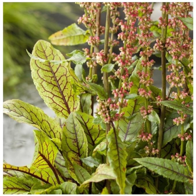 Moerings Rumex Sauvignea | Bonte waterzuring | In 9CM pot