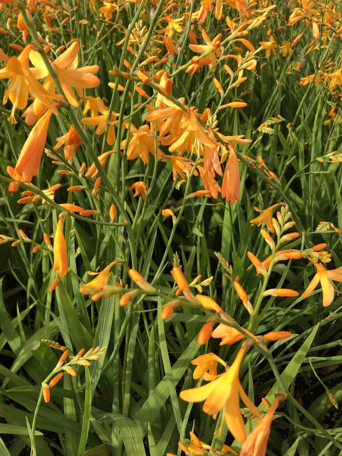 6x Montbretia - Crocosmia hybr. 'George Davidson' | 9x9 cm pot