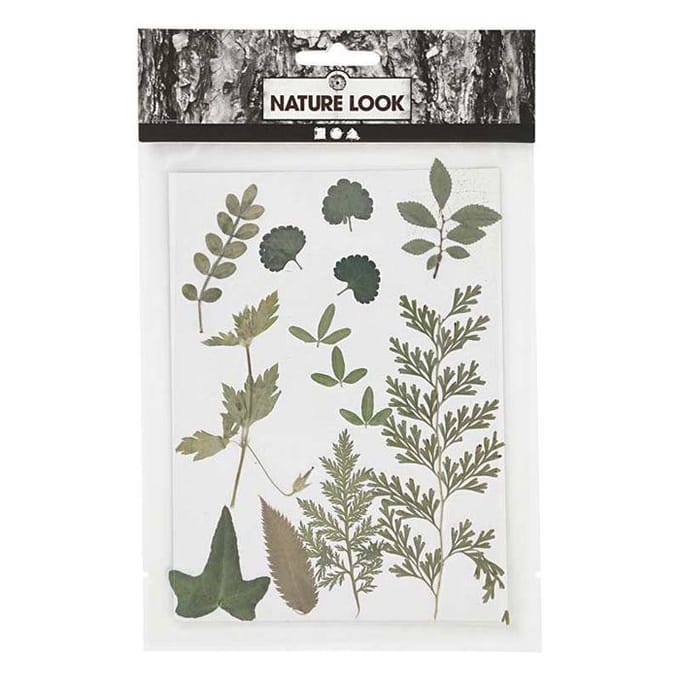 Creativ Company Gedroogde Bladeren, Groen, 1 Doos