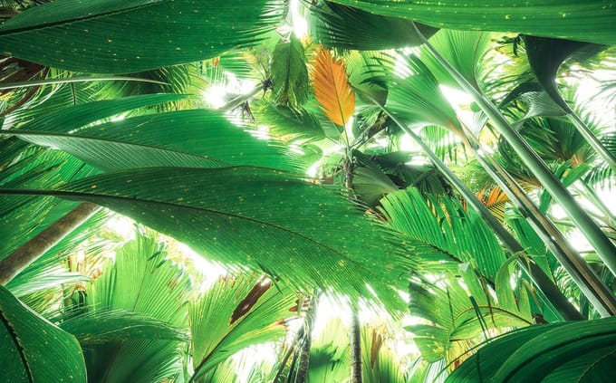 Fotobehang - Dschungeldach II 450x280cm - Vliesbehang