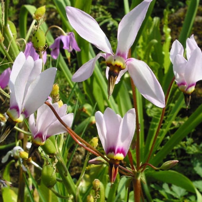 6 x Dodecatheon Meadia -  Twaalfgodenkruid pot 9x9cm