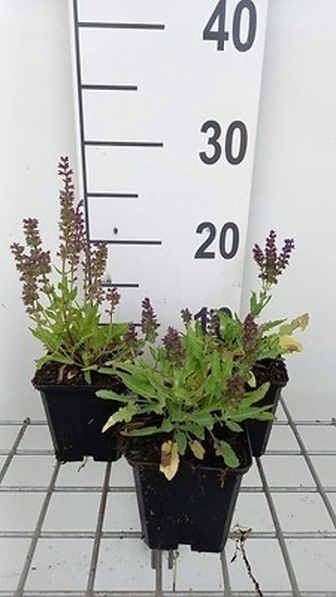 6x Struiksalie - Salvia nem. 'Marcus'® | 9x9 cm pot
