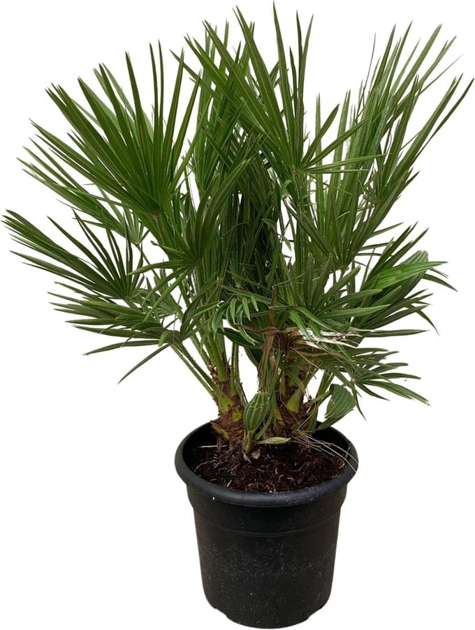 Chamaerops Humilis struik - 100 cm - Ø24cm