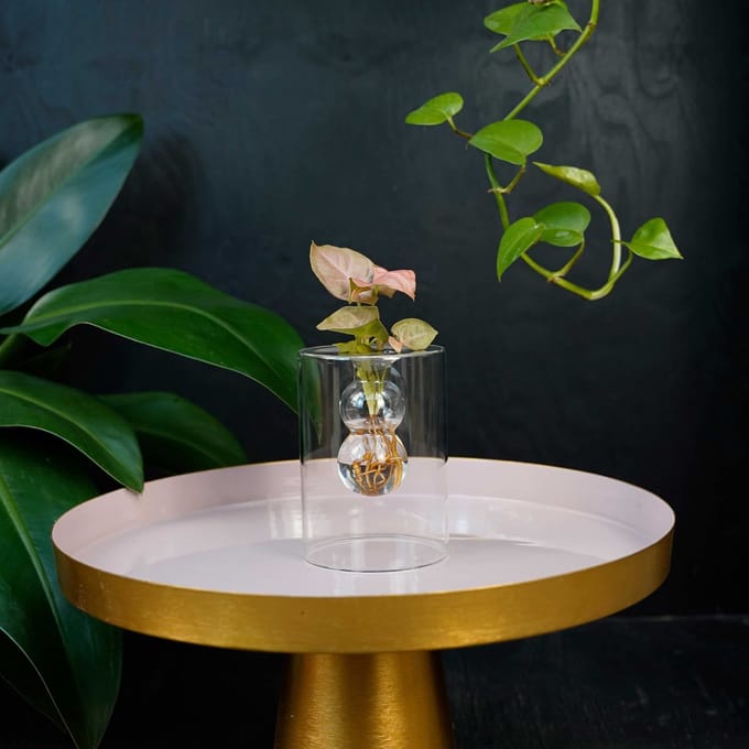 Sydney | stekje op water | Bolletjes |Syngonium Neon