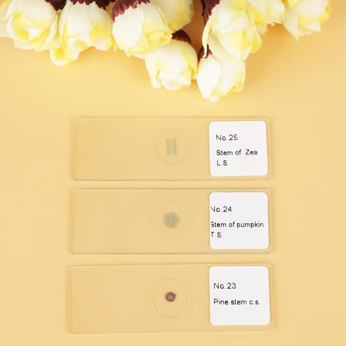 25 stuks Biologie Glas Geprepareerde Microscoopplaatjes Lab Specimens Met Doos beige