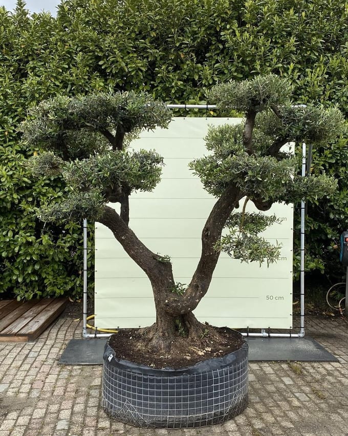 Olijfboom Pon Pon - Olea Europea