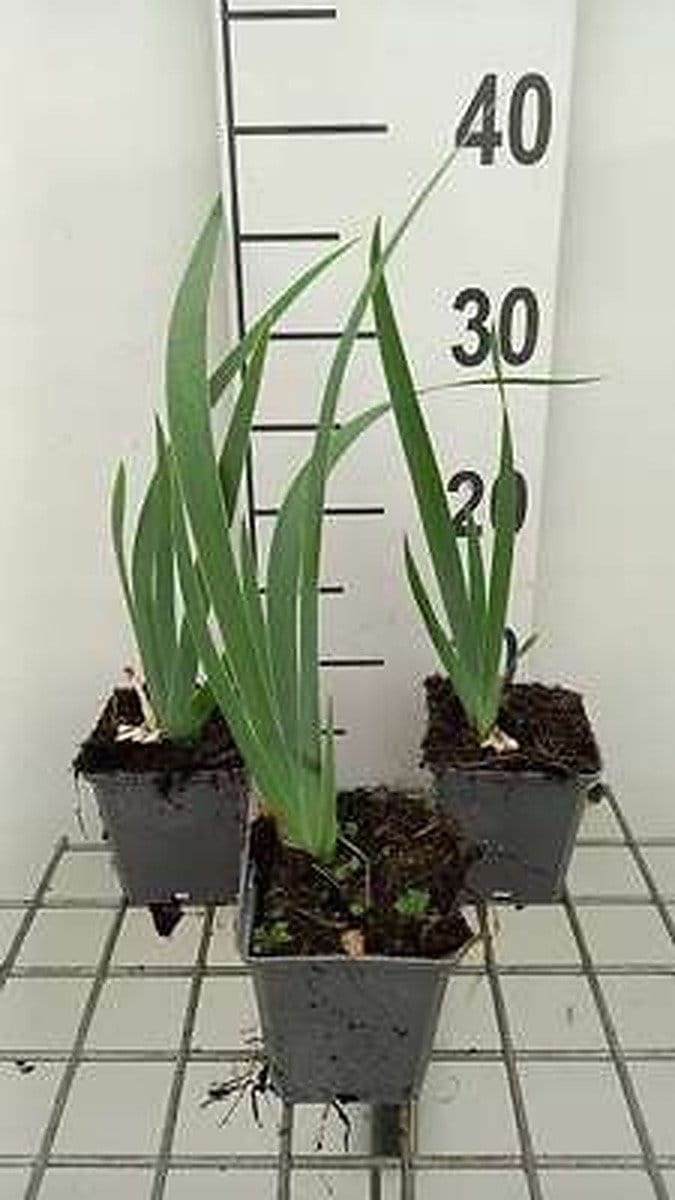 6x Baardiris - Iris (germ.) 'Rose' | 9x9 cm pot