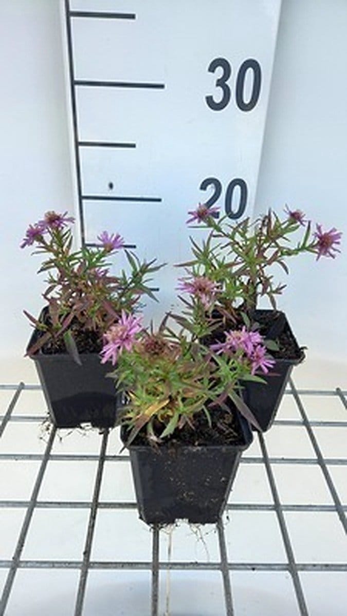 6x Aster - Aster dum. 'Alice Haslam' | pot de 9 x 9 cm
