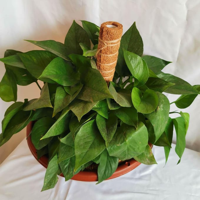 3 STKS Plant Klimplant Kokospalm Stok brown