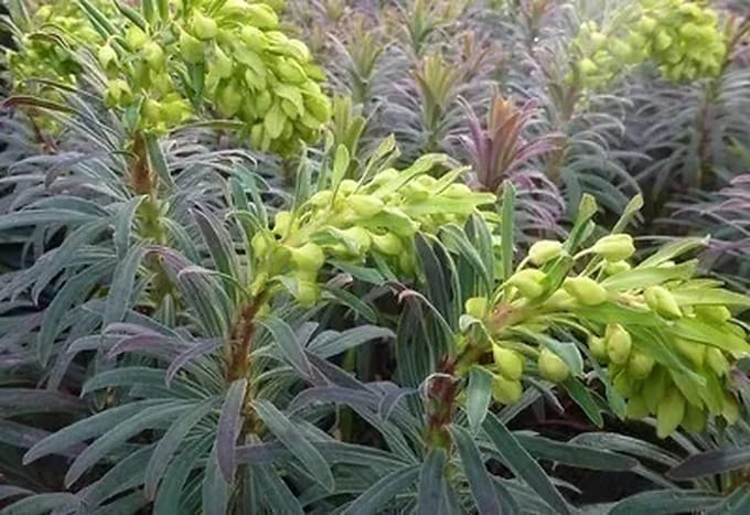 6x Wolfsmelk - Euphorbia char. 'Purple And Gold' | 9x9 cm pot
