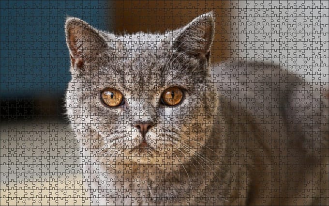 Puzzel Britse Korthaar | 1000 stukjes | Dierenpuzzel | Kattenpuzzel