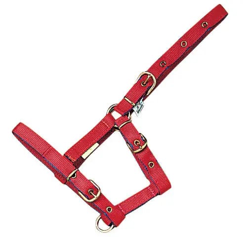 Nylon halster voor veulen Mehis
