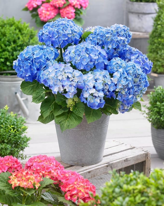 Set van 5x Hydrangea macrophylla 'Little Blue' - Dwerg Hortensia in 2 liter kweekpotten