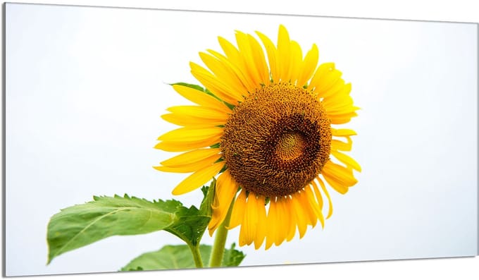 TMK ArtDeko - Kokenbeschermplaat - 90x52 cm - Kleur Bloem