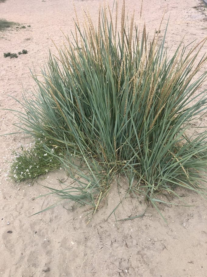 6 x Leymus arenarius - Strandhaver - Pot 9x9 cm