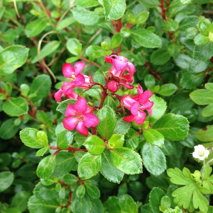 Escallonia 'Red Dream' - Escallonia 20-25cm in pot