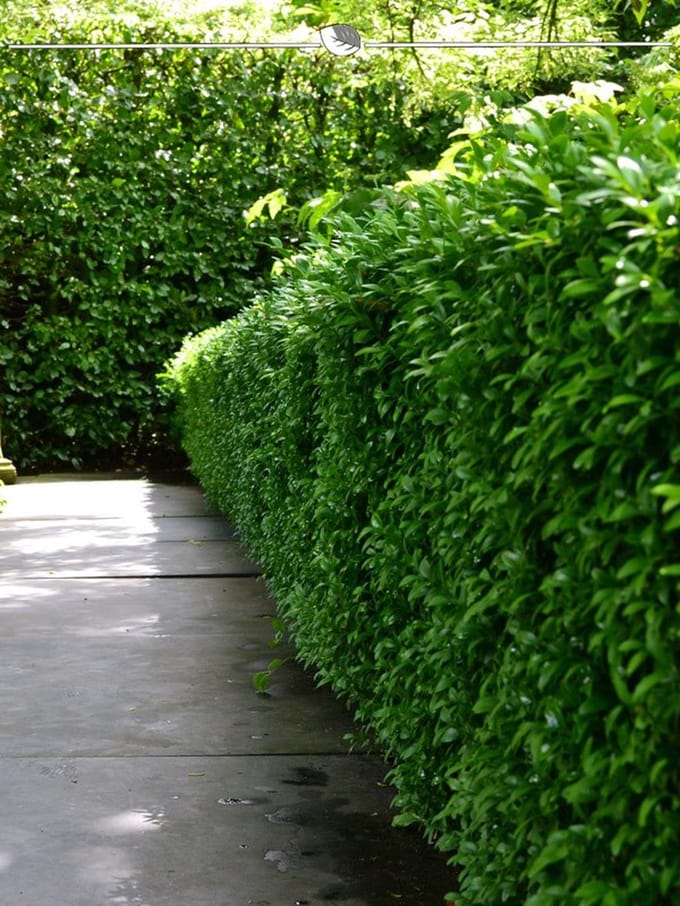 Laurier Prunus Novita 80-100 cm, 12x Haagplant