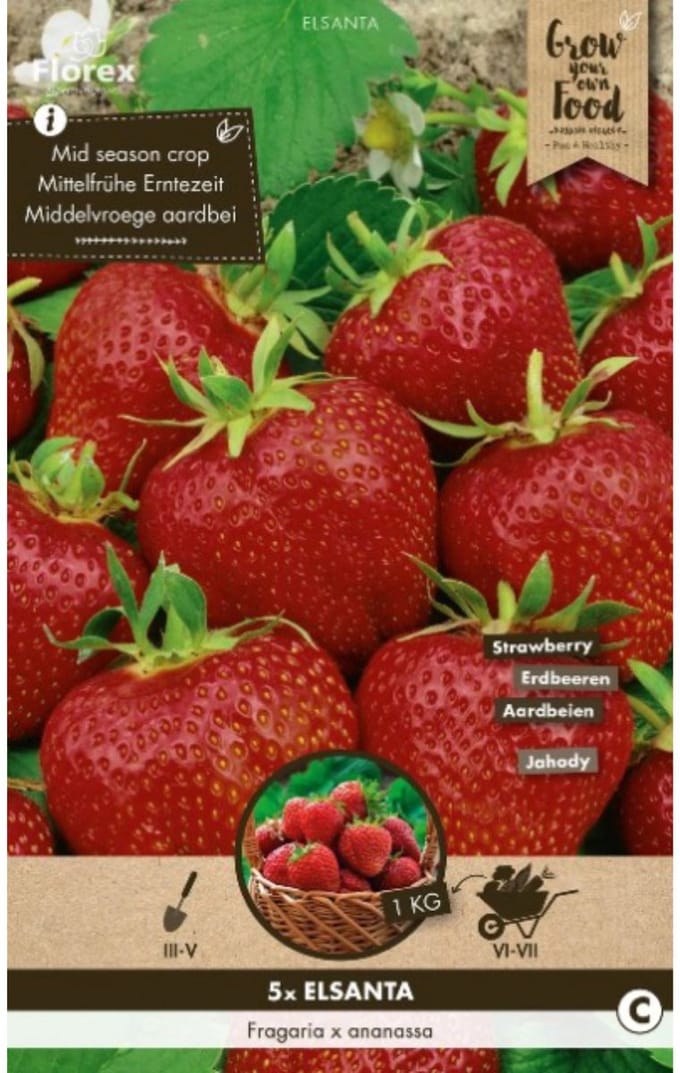 Aardbei (Fragaria) - Elsanta - Moestuin - Zomerbollen - bloeit in Juni / Juli
